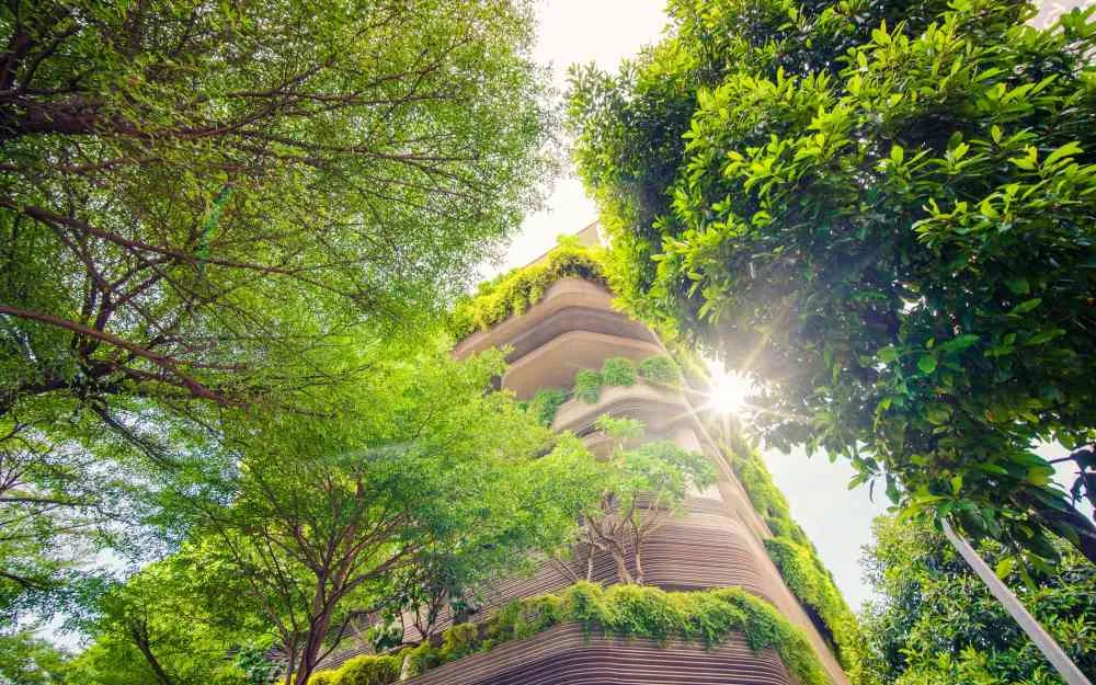 Le soleil à travers la forêt