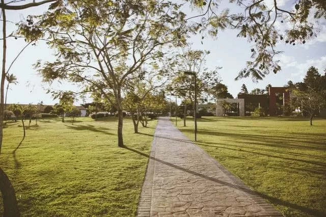 Parc verdoyant avec une allée pavée